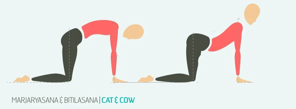Magic of the Cat-Cow Pose