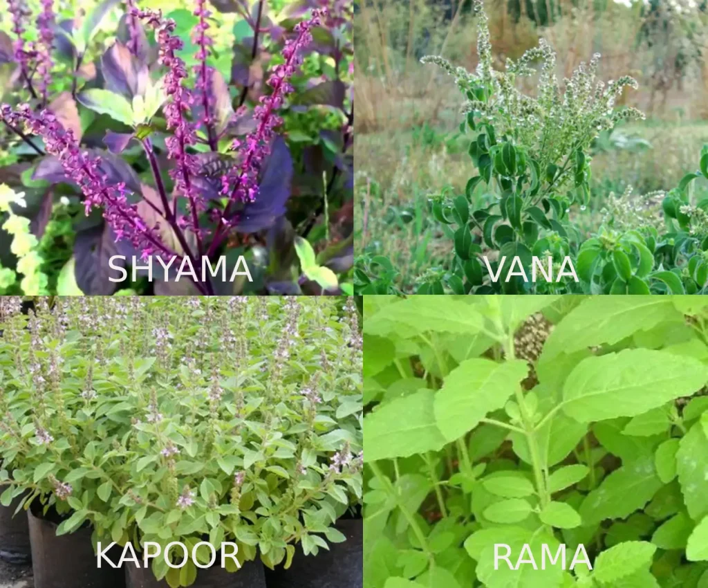 different types of holy basil